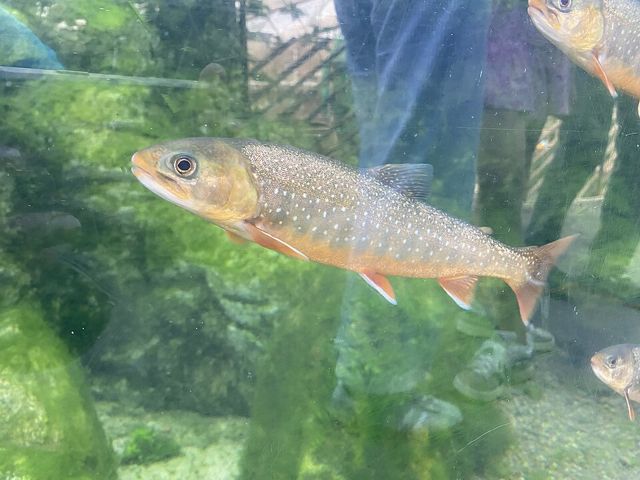 Universeum